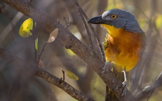  - Gray-headed Bushshrike