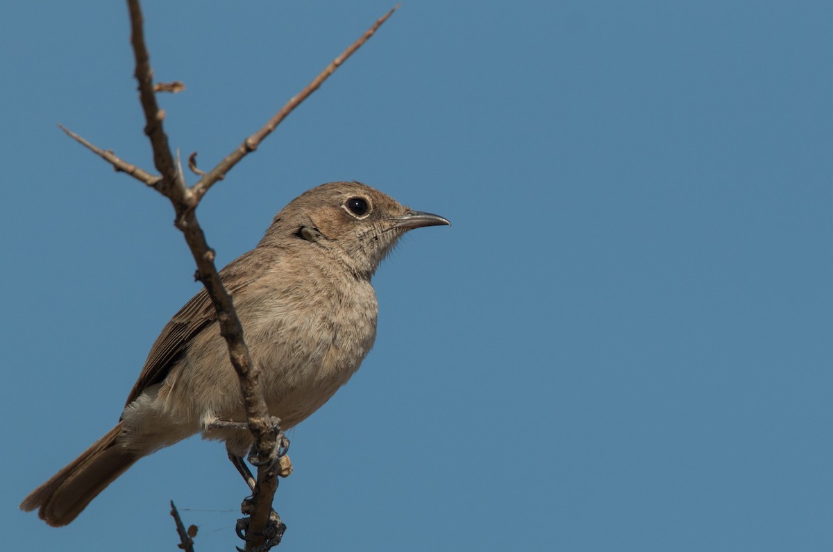 Brown-tailed Chat - ML33611341