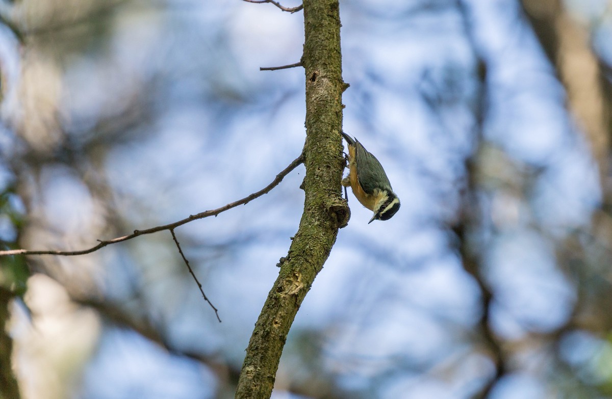 Red-breasted Nuthatch - Danny Stoner