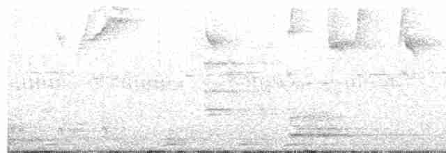 Tinamou noctivague - ML336120261