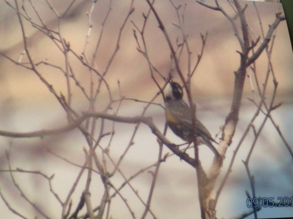 Yellow-rumped Warbler - Alice Oliver