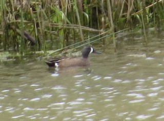 Blue-winged Teal, ML336124561