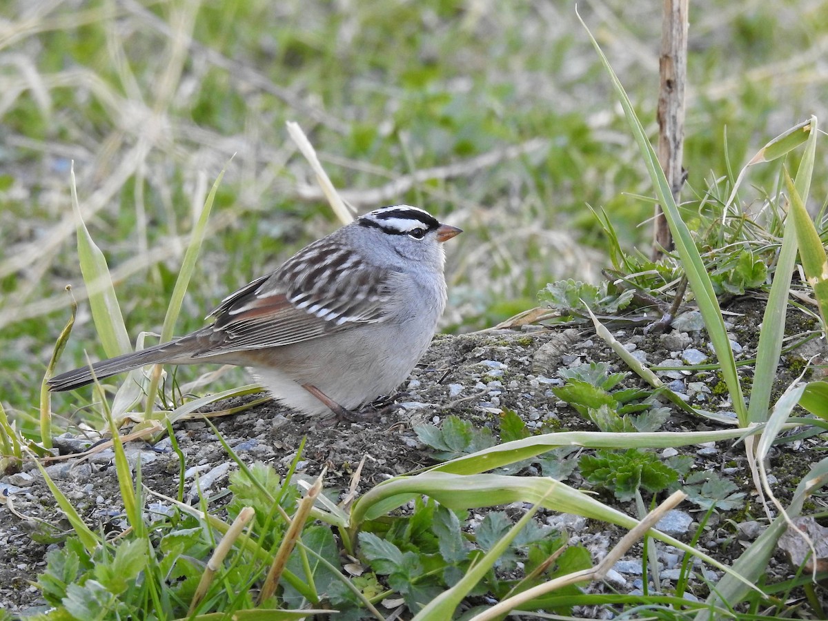 White-crowned Sparrow - Marie-Eve Gauthier