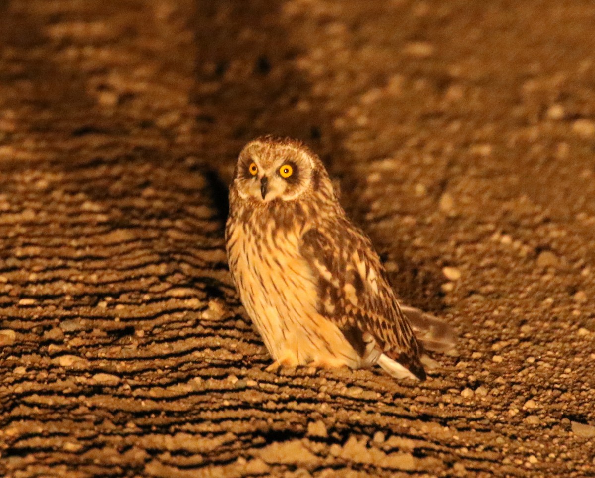 Short-eared Owl - ML33613001