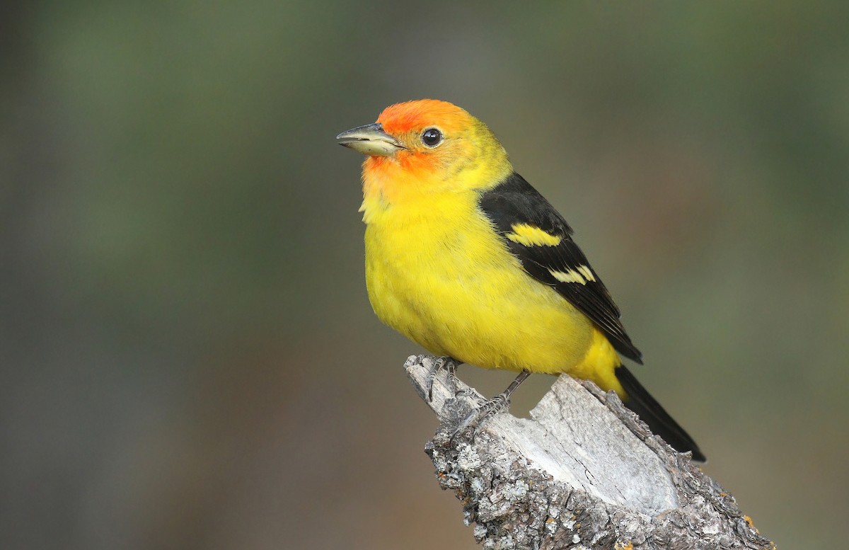 Western Tanager - ML336134871