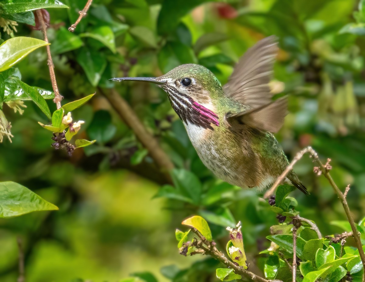Calliope Hummingbird - ML336136431