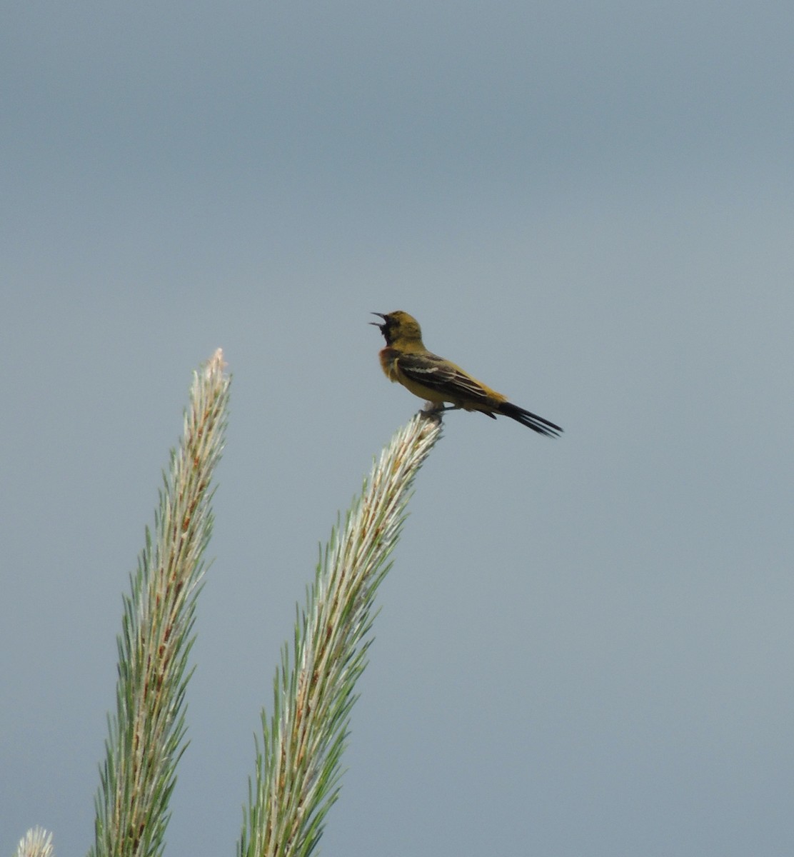 Orchard Oriole - ML336140841