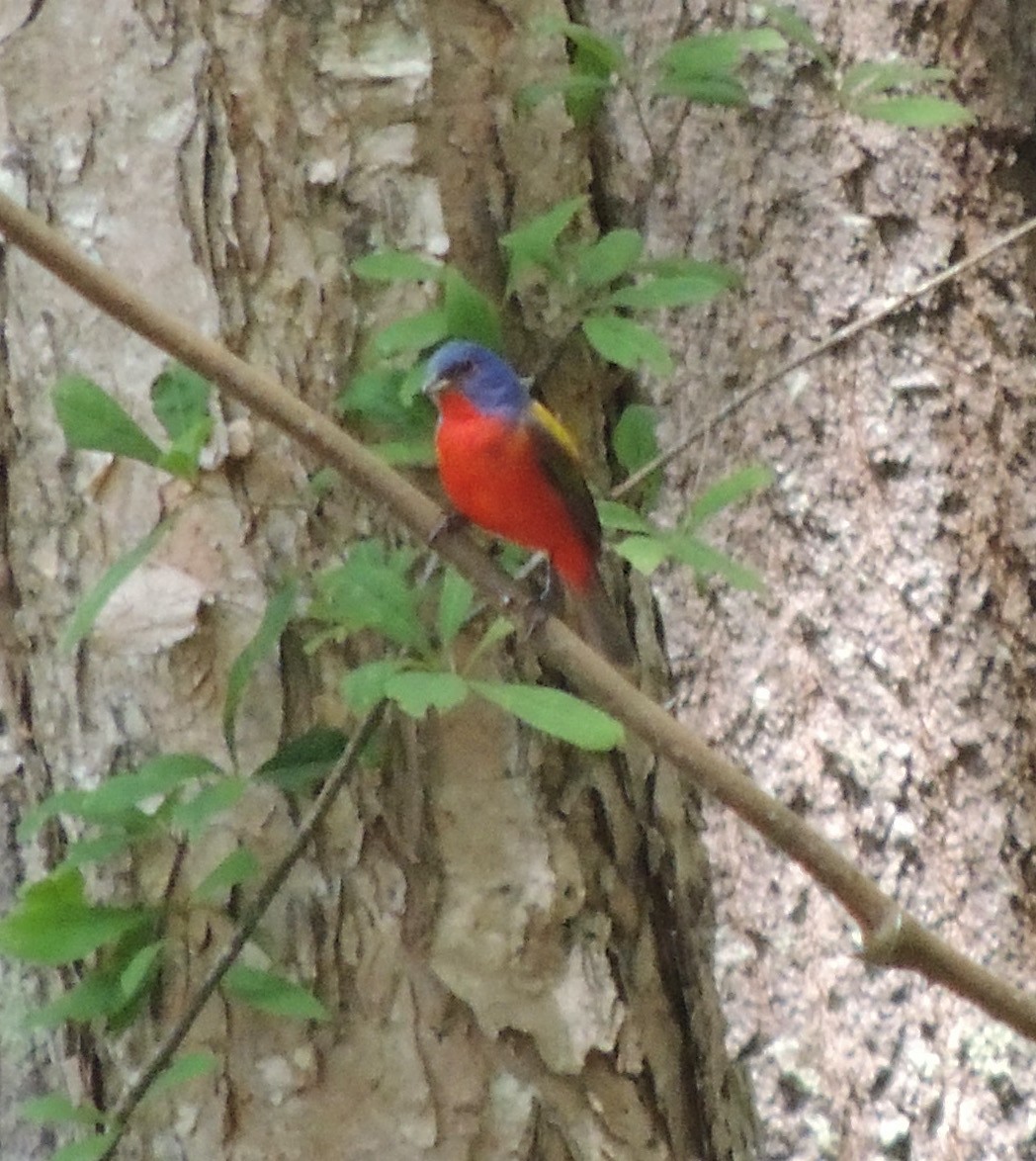 Painted Bunting - ML336141441