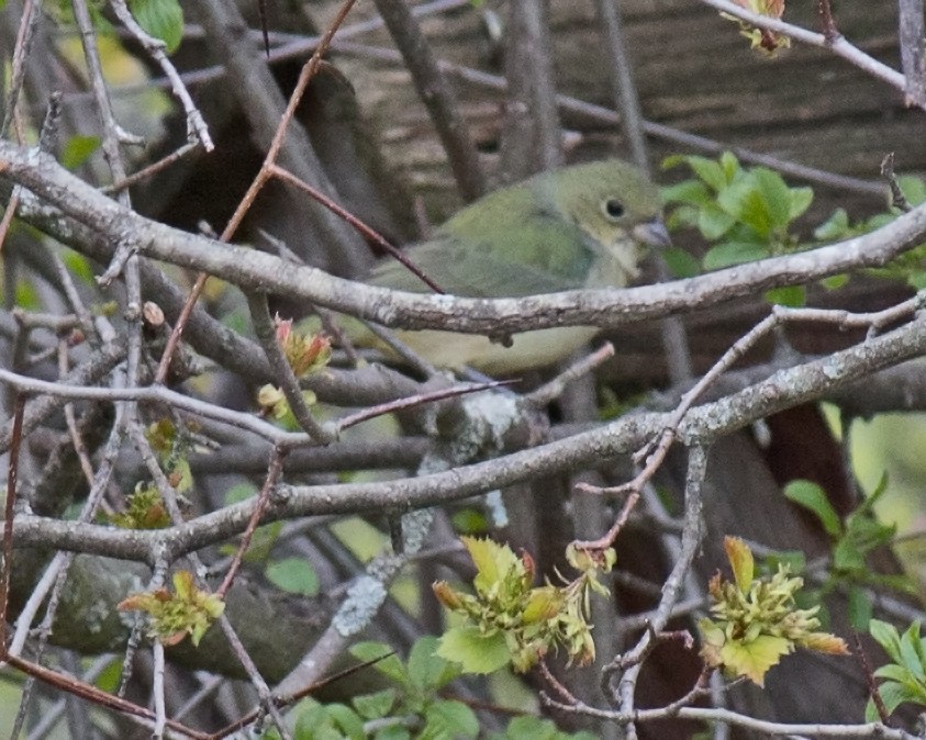 Painted Bunting - ML336141581