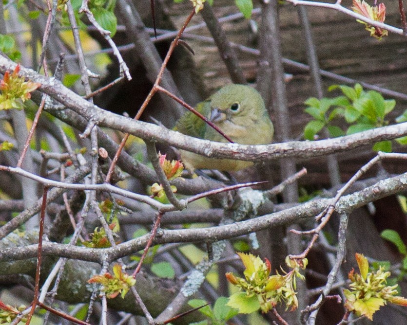 Painted Bunting - ML336141611
