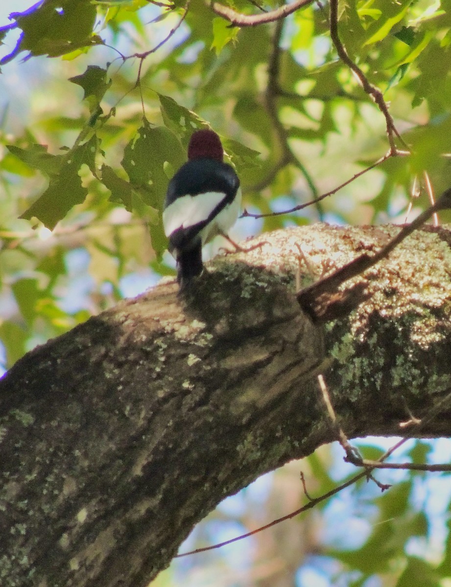 Red-headed Woodpecker - ML336143111