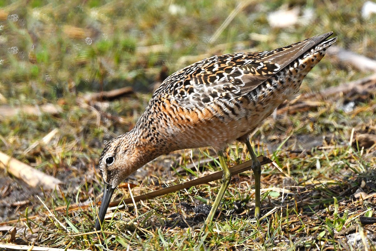Long-billed Dowitcher - Chris Rees