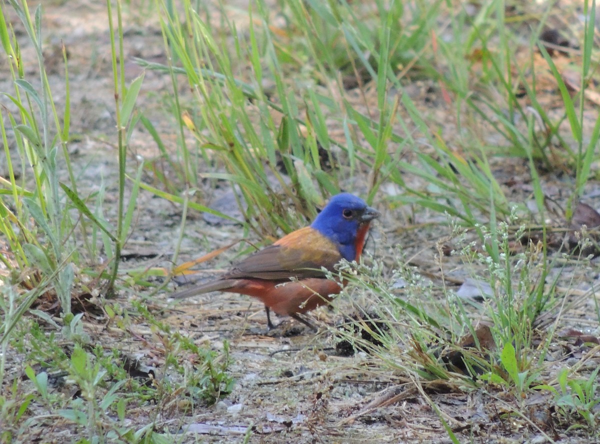 Painted Bunting - ML336147891