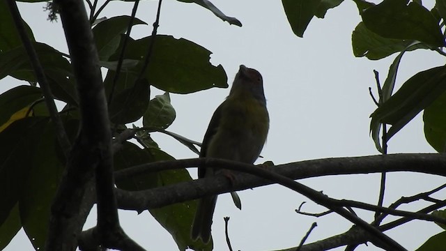 Краснобровый попугаевый виреон - ML336148841