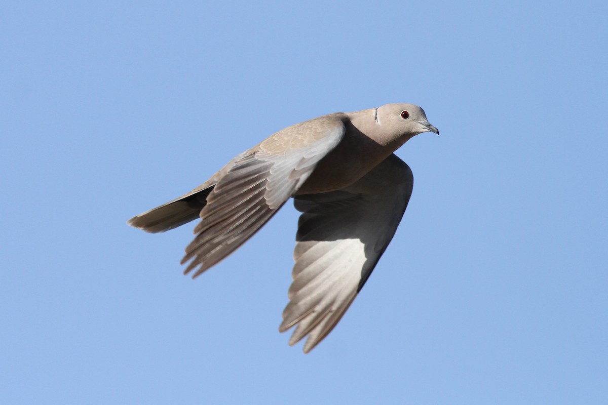 Eurasian Collared-Dove - ML336154891