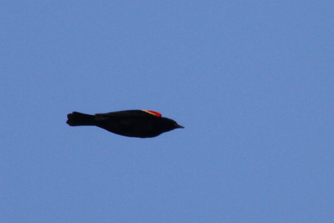 Red-winged Blackbird - ML336156901