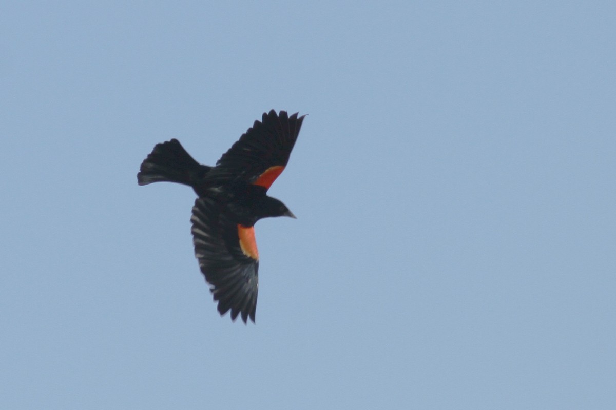 Red-winged Blackbird - ML336157381