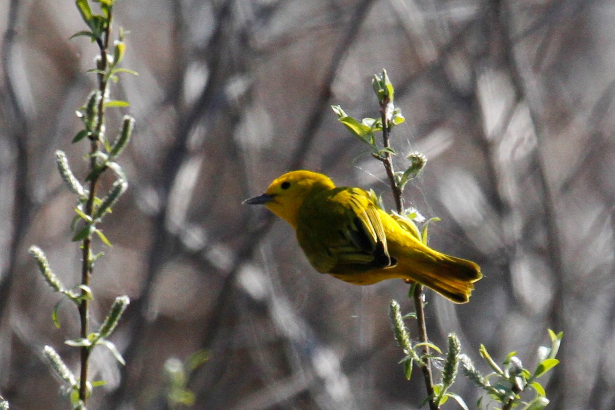 Yellow Warbler - ML336164191