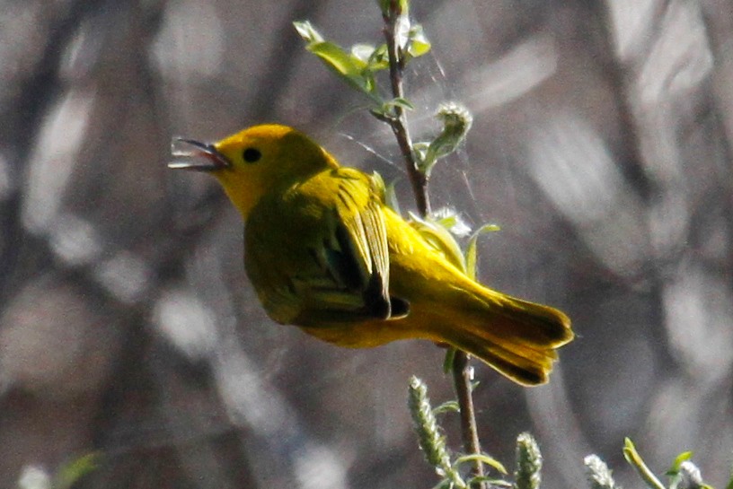 Yellow Warbler - steve b