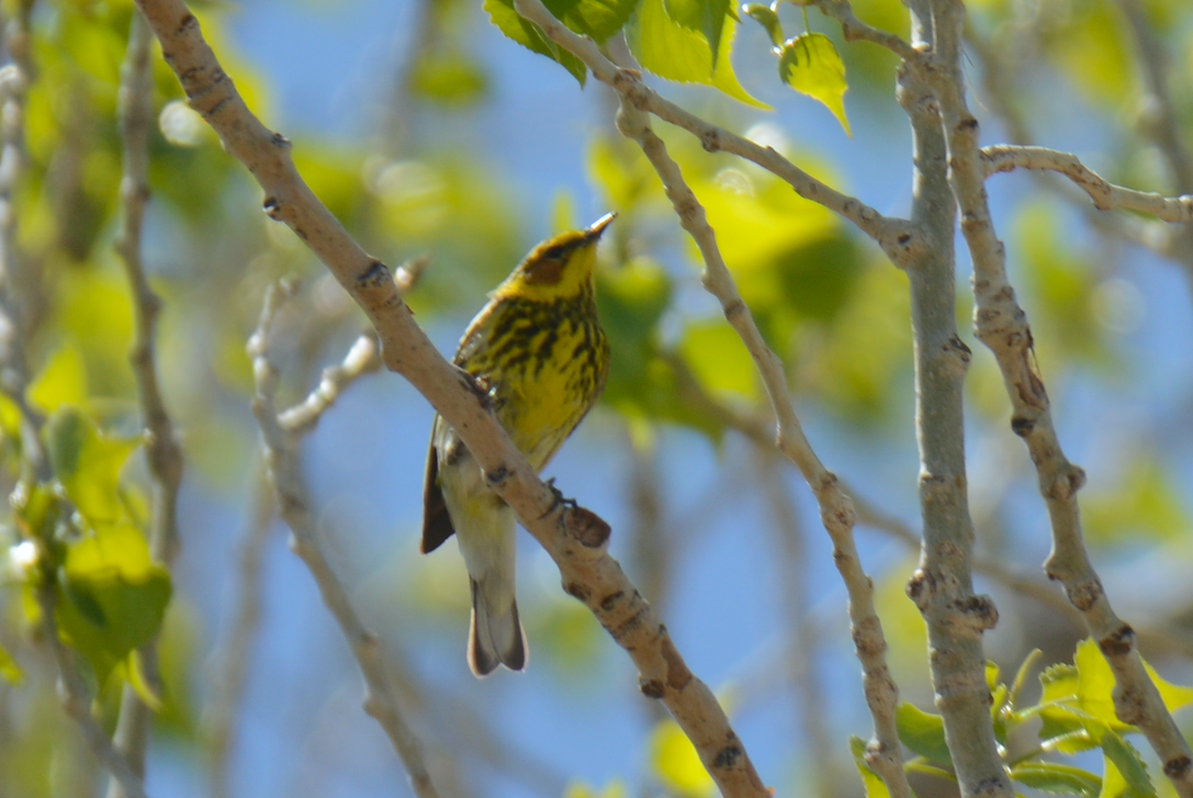 Cape May Warbler - ML336167651