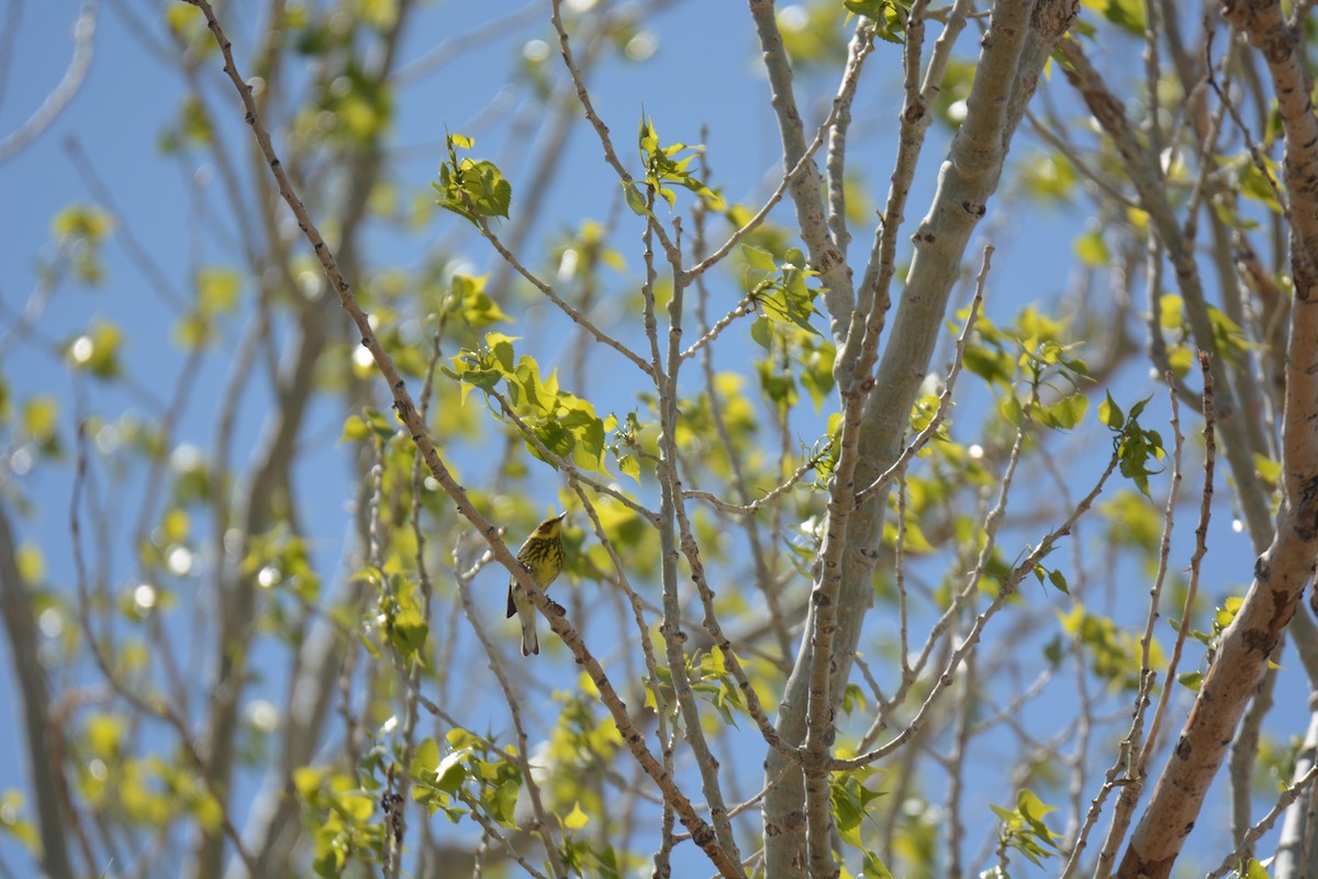 Cape May Warbler - ML336167671