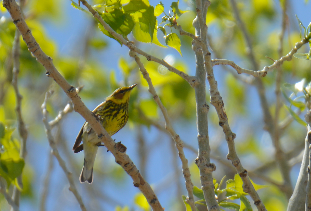 Cape May Warbler - ML336167781