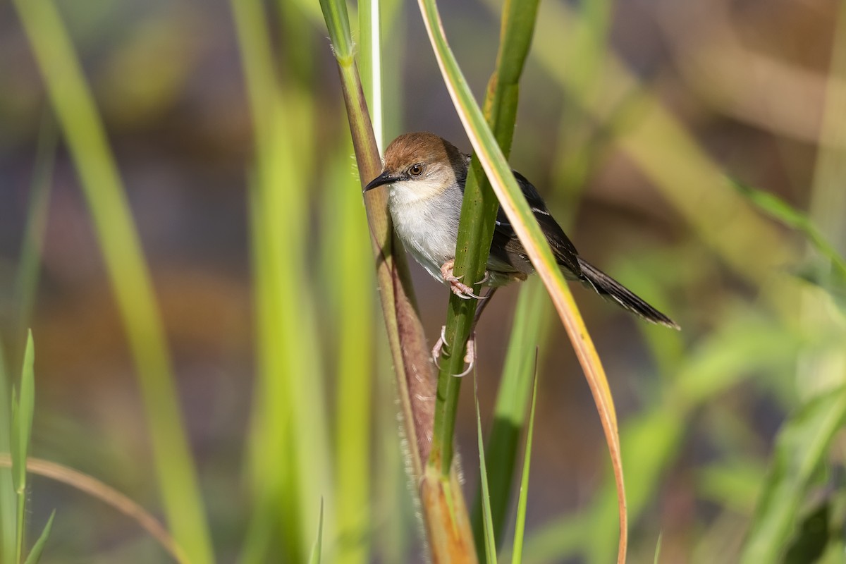 Carruthers's Cisticola - ML336168431