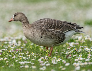 Greater White-fronted Goose, ML336177381