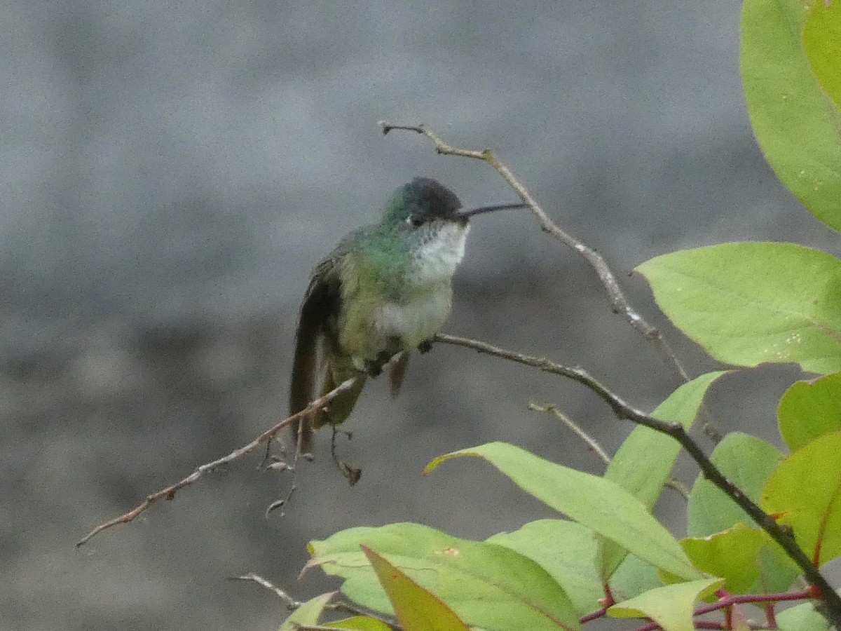Azure-crowned Hummingbird - ML336182201