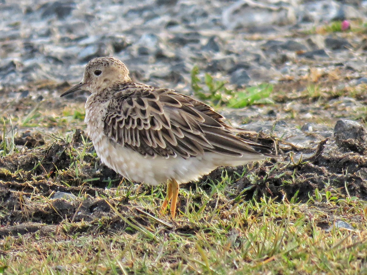 Buff-breasted Sandpiper - Thomas Gibson