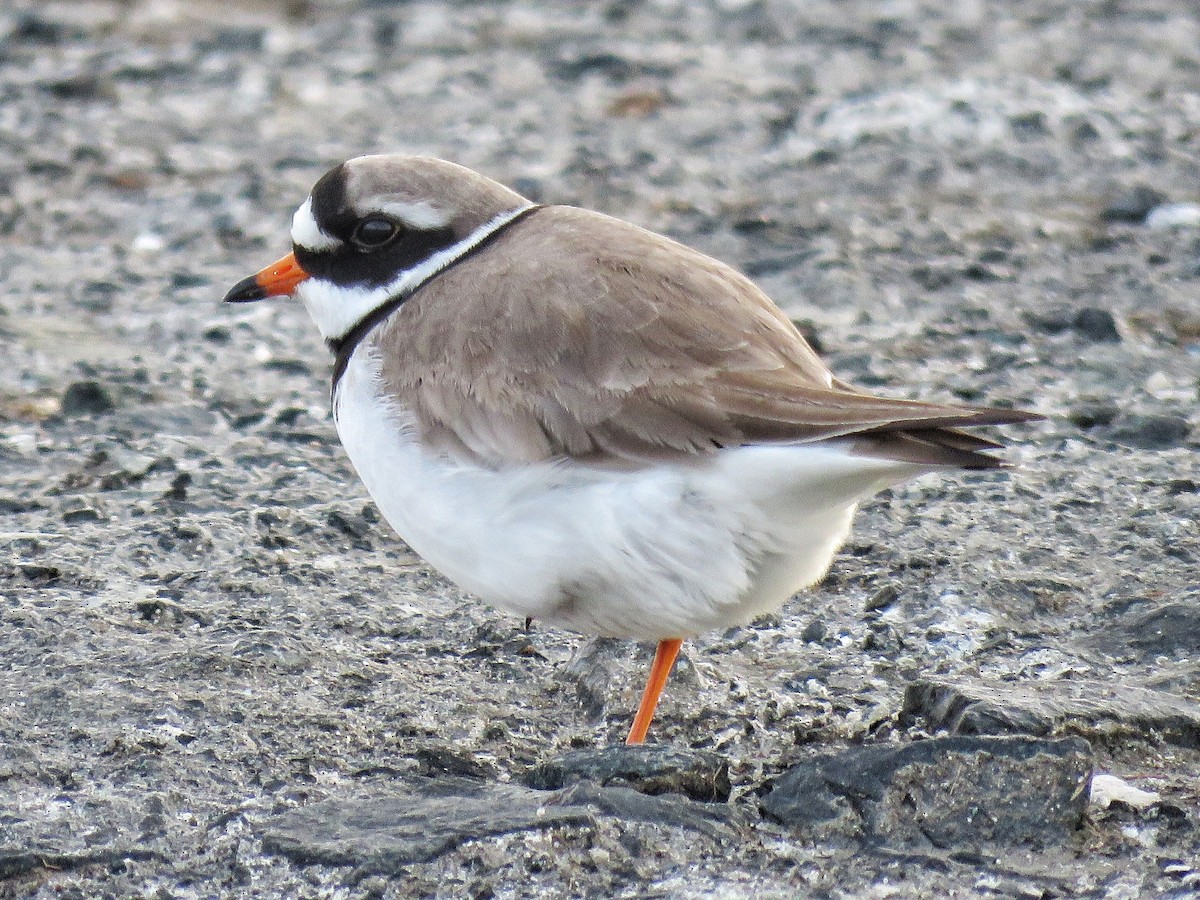 Common Ringed Plover - ML336184031