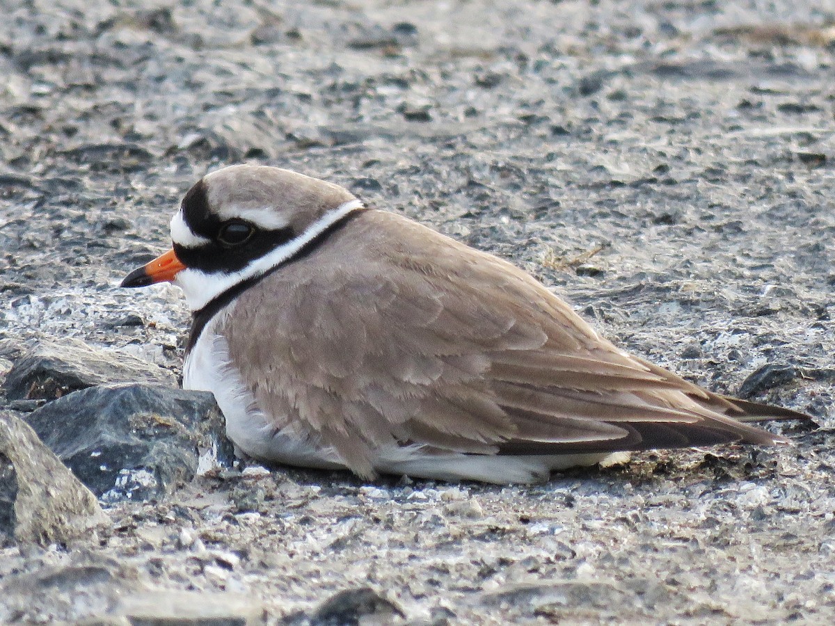 Common Ringed Plover - ML336184041