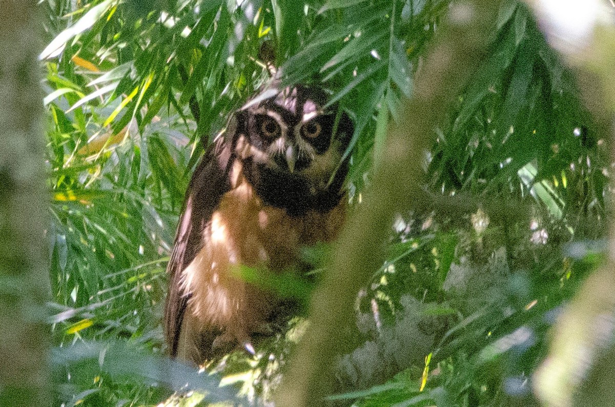 Spectacled Owl - ML336188801