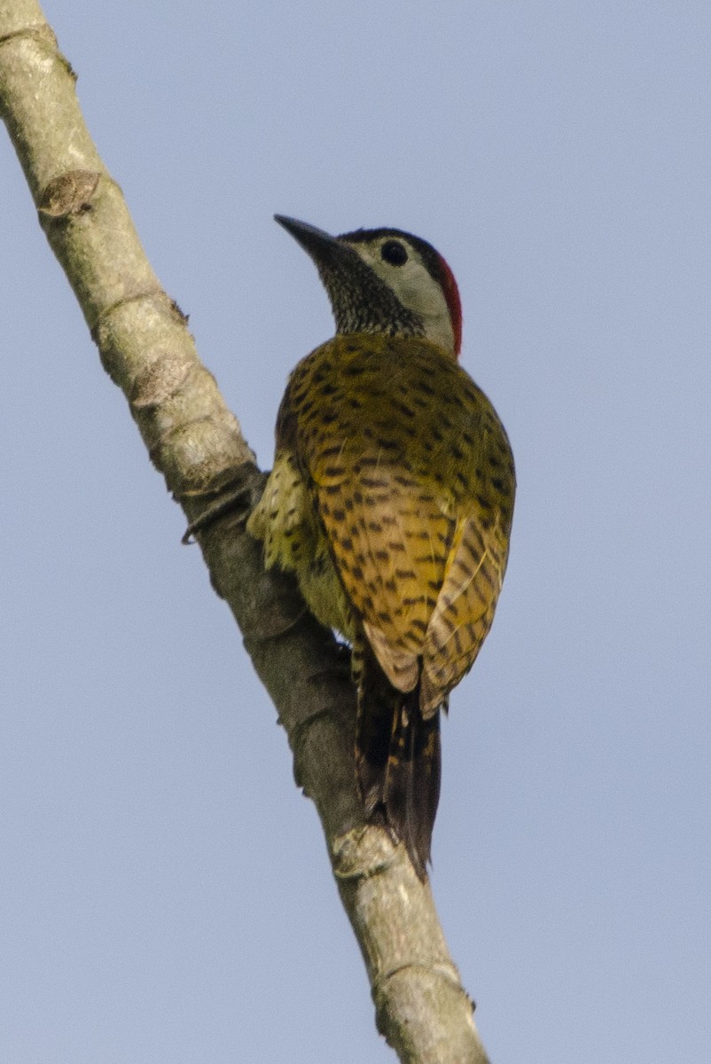 Spot-breasted Woodpecker - Diego Martinez Aguirre