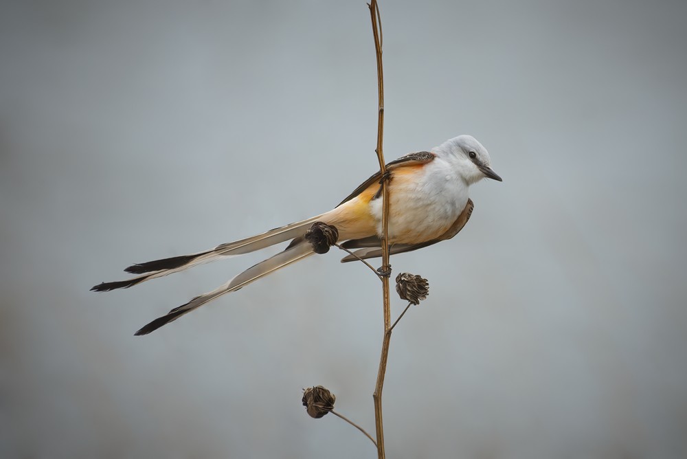 Scissor-tailed Flycatcher - Matthew Gerlach