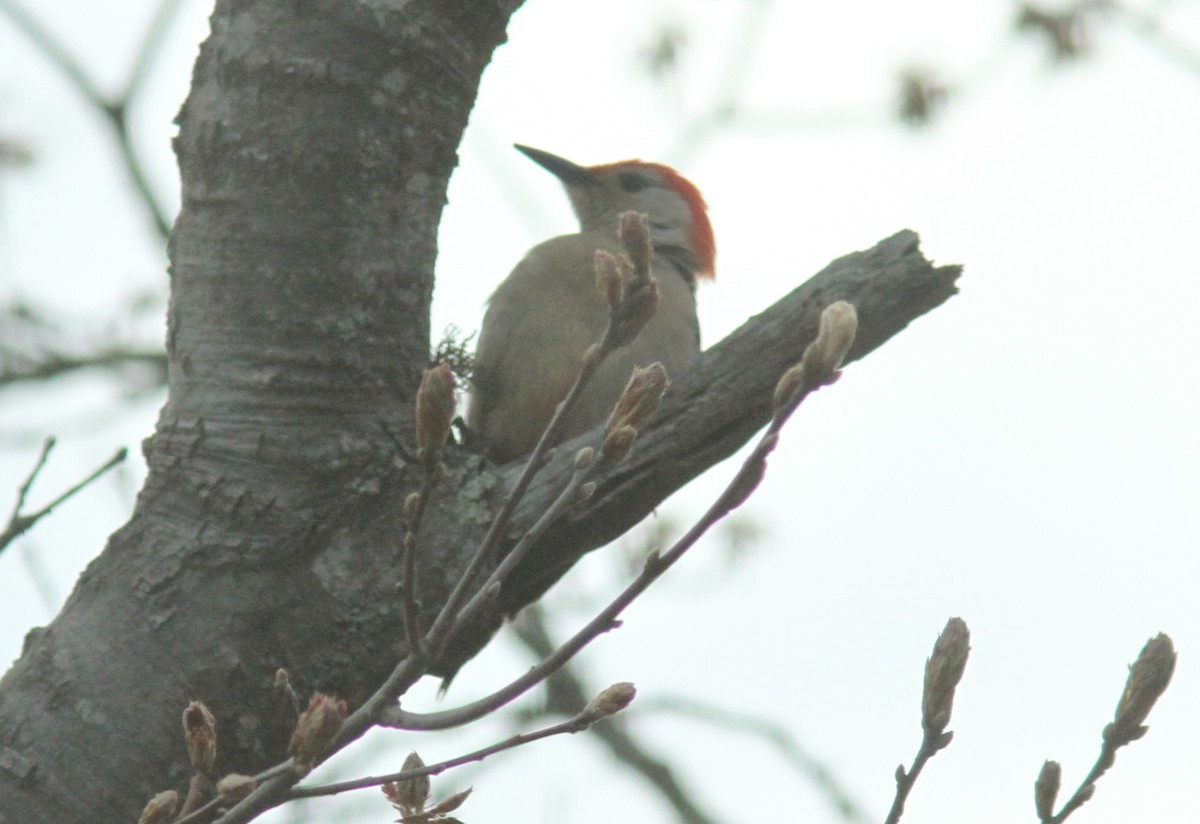 Red-bellied Woodpecker - ML336193511