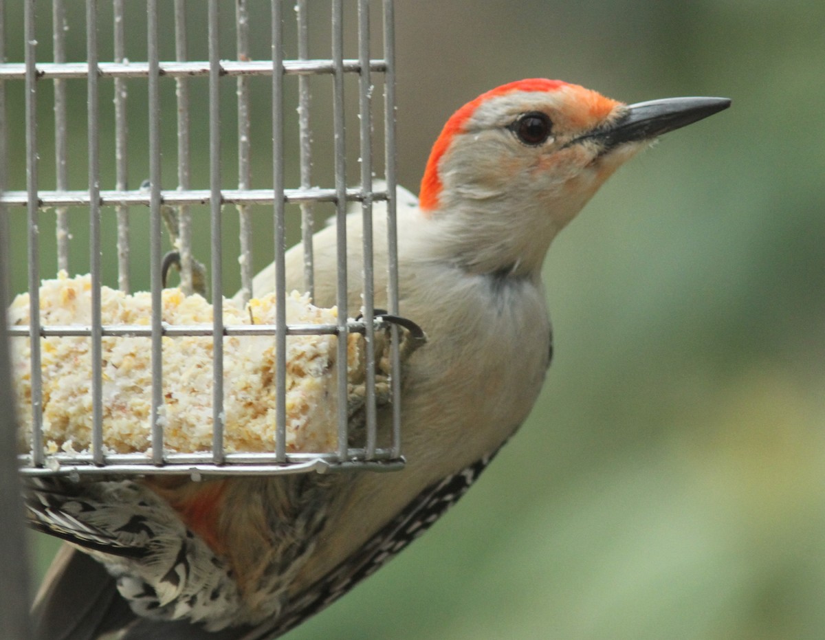 Red-bellied Woodpecker - ML336193551