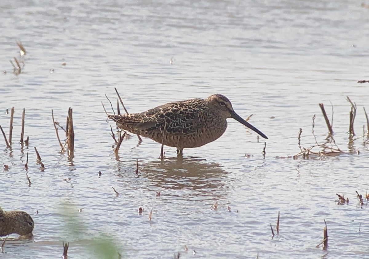 Long-billed Dowitcher - ML336194671