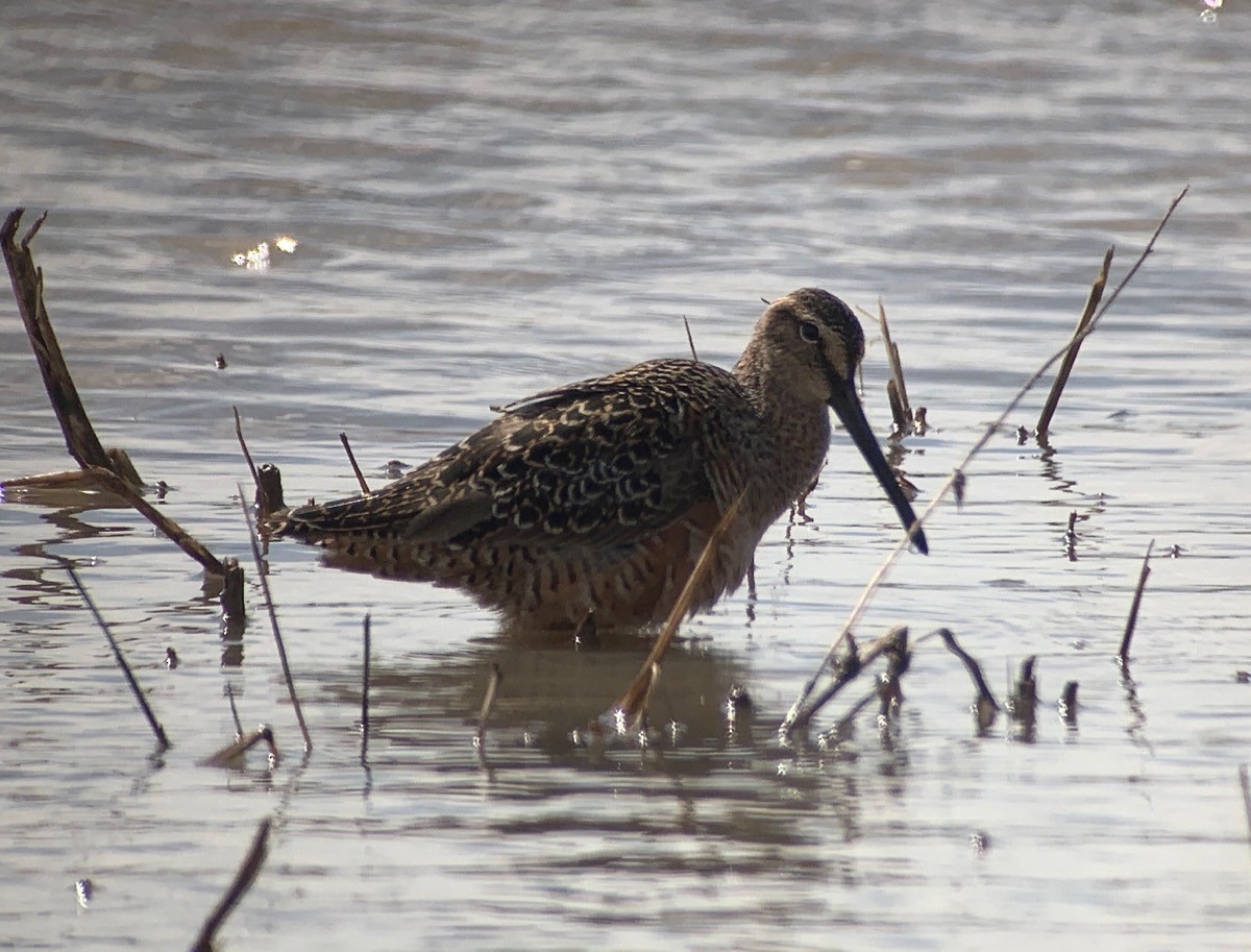 Long-billed Dowitcher - ML336194681