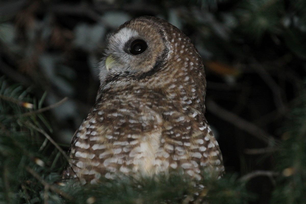 Spotted Owl - Matthew Grube