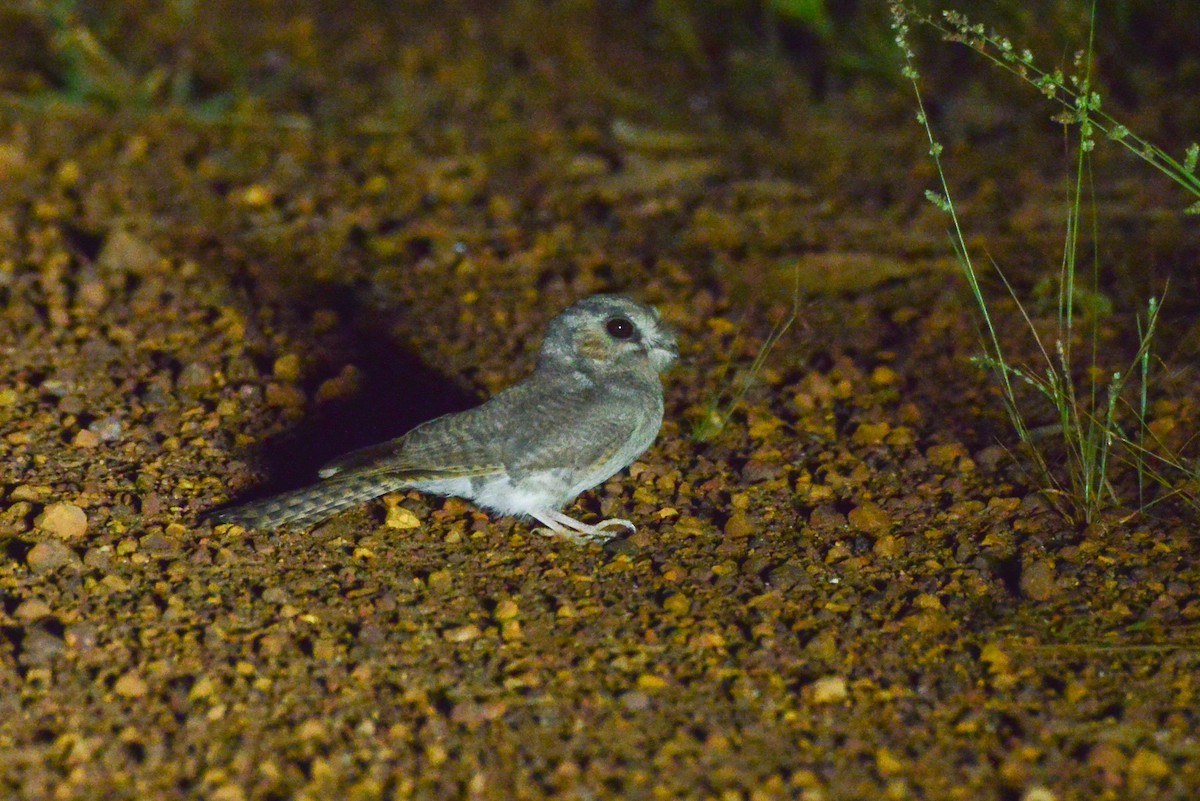 Australian Owlet-nightjar - ML336196911