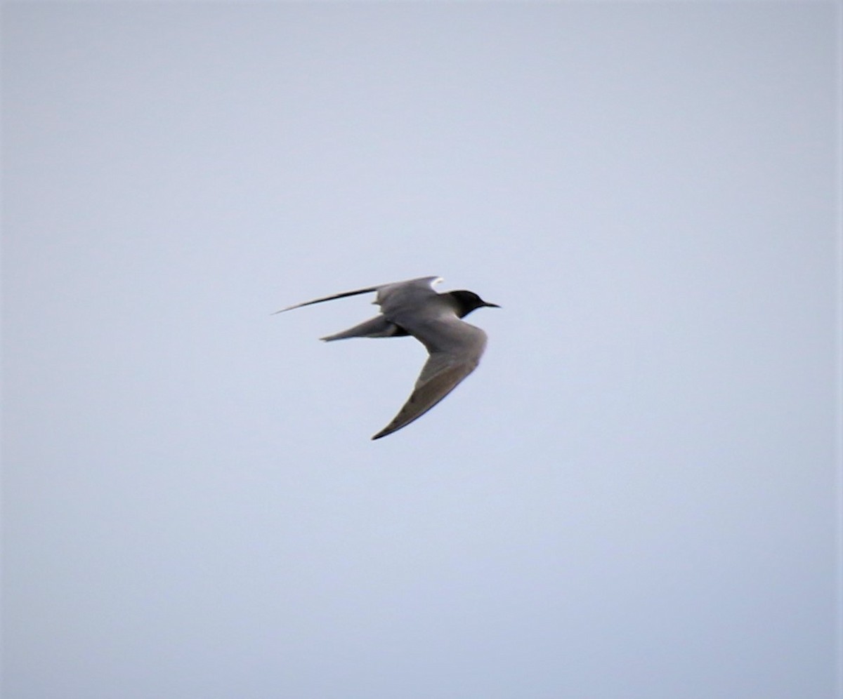 Black Tern - ML336197071