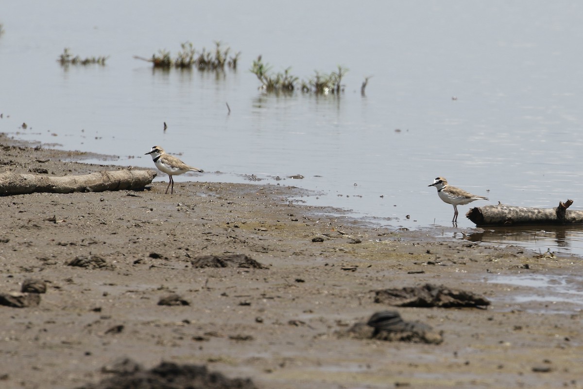Collared Plover - ML336198821