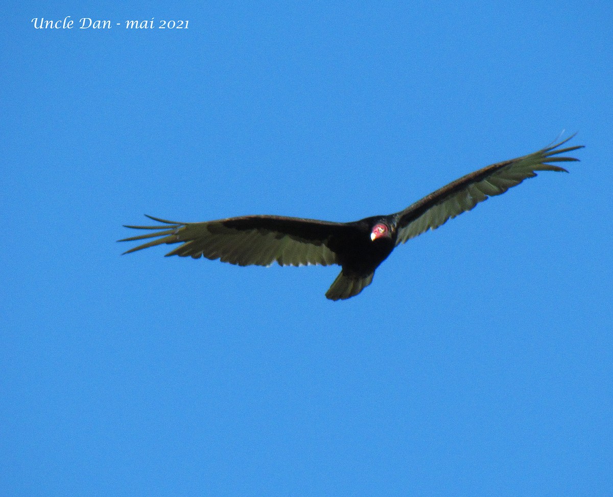 Turkey Vulture - ML336201481