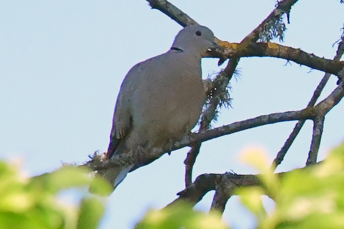 Eurasian Collared-Dove - ML336203891