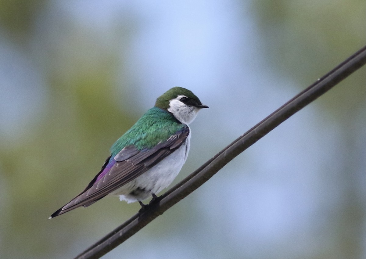 Violet-green Swallow - ML336204371