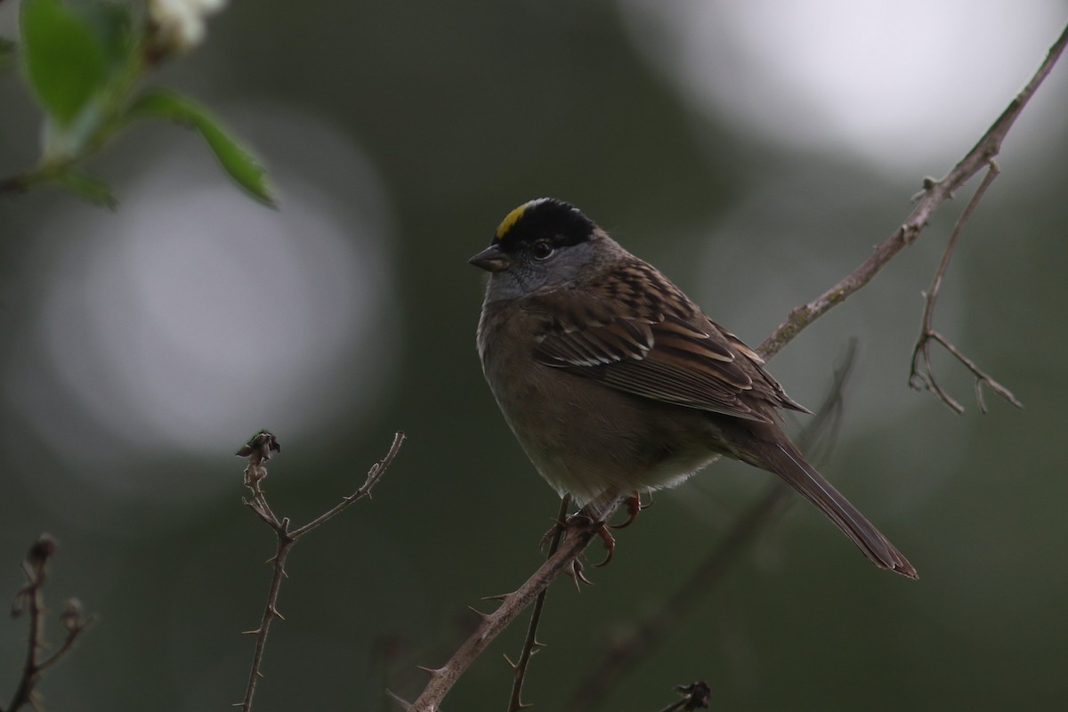 Golden-crowned Sparrow - Jonathan Pap