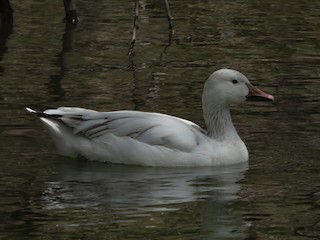 Snow Goose, ML336210451