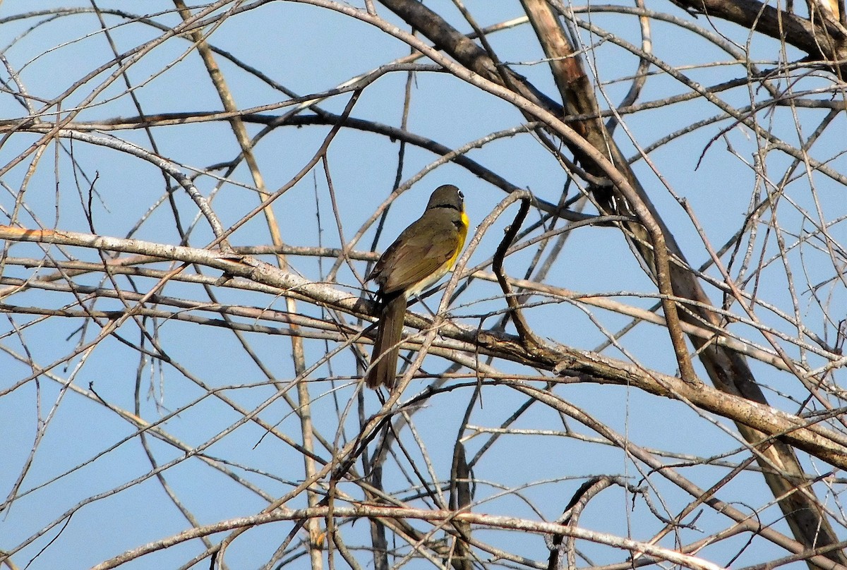 Yellow-breasted Chat - Greg Cross
