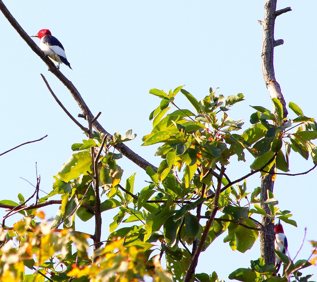 Red-headed Woodpecker - Lowell Burket